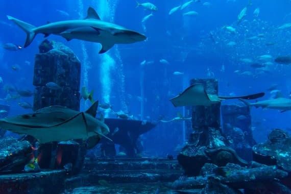 Dubai Aquarium & Underwater Zoo