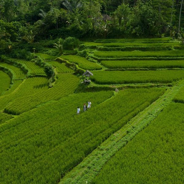 Adiwana Suweta – 2026-04-23 - Zdjęcie 2