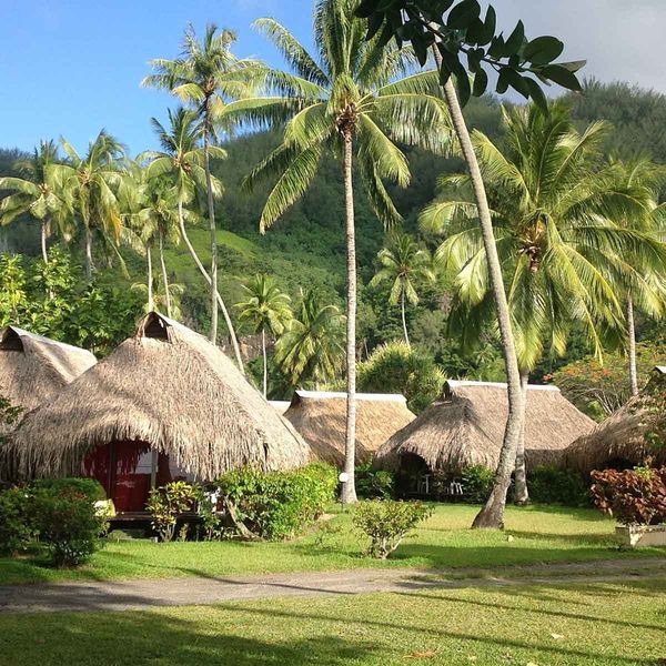 Hibiscus (Moorea) – 2026-02-06 - Zdjęcie 2