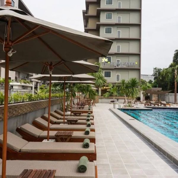 Olive Tree – 2026-05-19 - Zdjęcie 2