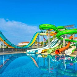 Calyptus Kirman Premium