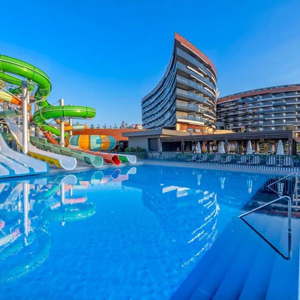 Calyptus Kirman Premium - zdjęcie 3