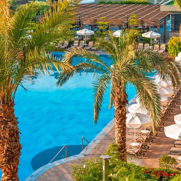 Calyptus Kirman Premium - zdjęcie 4