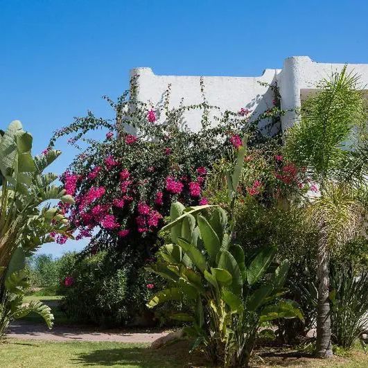 Flamingo (Santa Margherita di Pula) - zdjęcie 5