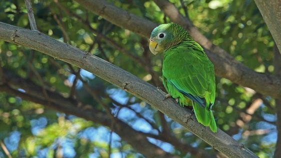 Zdjęcie destynacji Jamajka