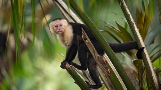 Zdjęcie destynacji Kostaryka