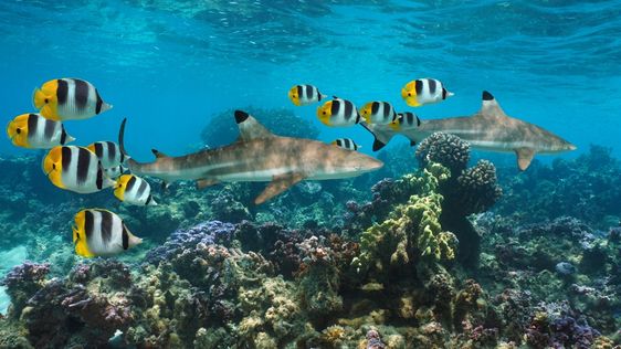 Zdjęcie destynacji Polinezja Francuska