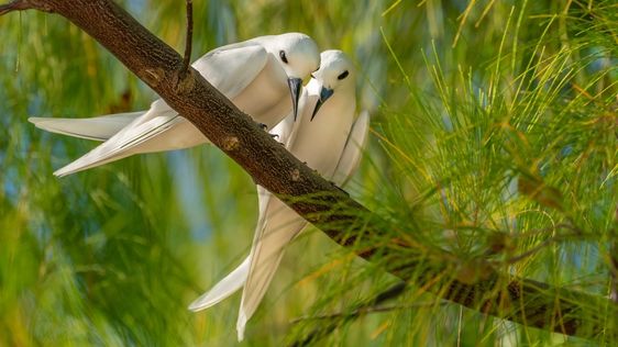 Zdjęcie destynacji Polinezja Francuska