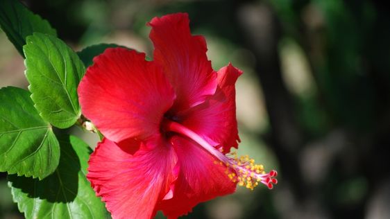 Zdjęcie destynacji Polinezja Francuska