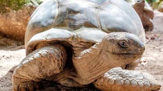 Zdjęcie destynacji Seszele