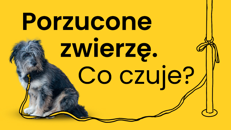 co czuje pies