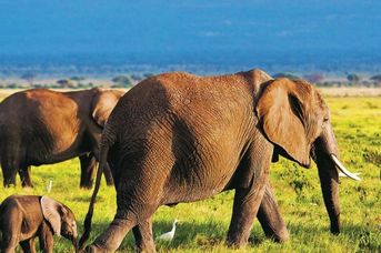 Kenia Classic - De Luxe