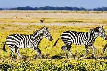 Powitanie z Afryką / Papillon Lagoon Reef