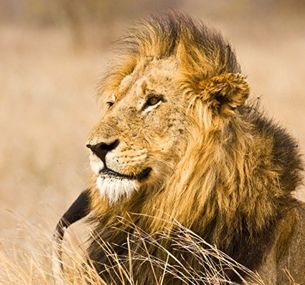 zdjęcie oferty RPA - Zimbabwe (Wodospady Wiktorii) - Botswana