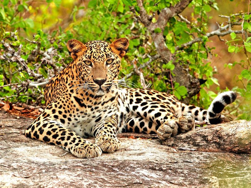 Sri Lanka - łza z policzka Indii