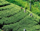 Sri Lanka- Smak Herbaty z Cynamonem