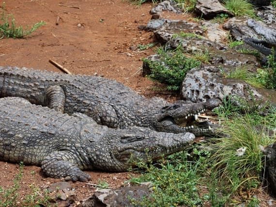 Farma krokodyli Mamba Village Crocodile Farm