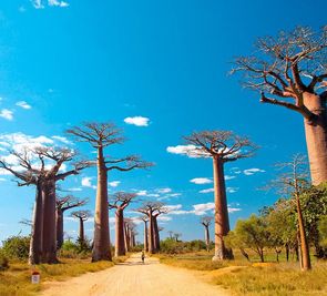 Madagaskar - aleja baobabów i parki narodowe