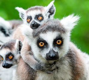 W Krainie Lemurów i Baobabów