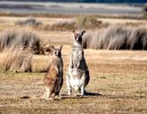 Duet Idealny: Australia i Tasmania