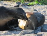 Ekwador dla koneserów /+ Rejs na Wyspy Galapagos/