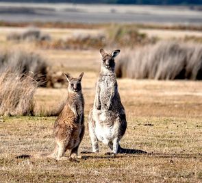 Duet Idealny: Australia i Tasmania