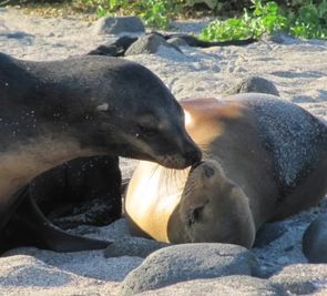 Ekwador dla koneserów /+ Rejs na Wyspy Galapagos/