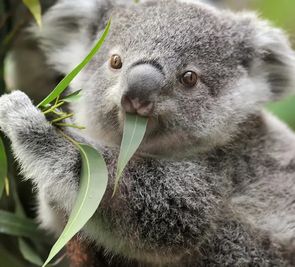 Australia i Nowa Zelandia - Po drugiej stronie Zie