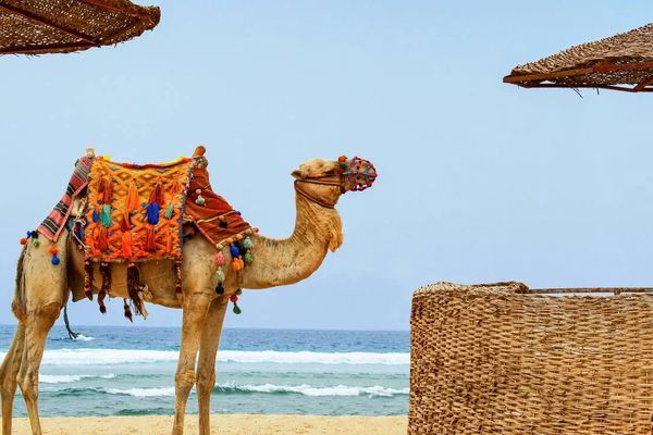 Marsa Alam Holiday Tour