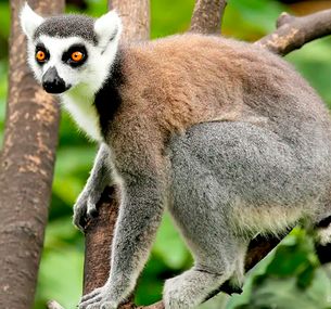 zdjęcie oferty Z wizytą u Lemurów