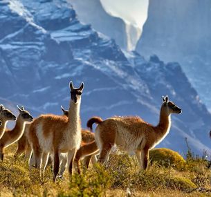 zdjęcie oferty Patagonia Express