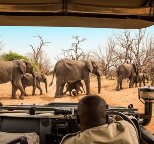zdjęcie oferty Tam, gdzie rządzi natura: Zimbabwe i Botswana