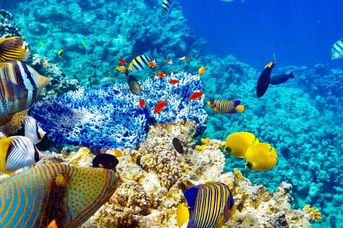 7+7: Marsa Alam Holiday Tour