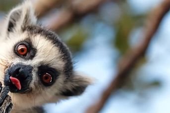 Natura Lemura