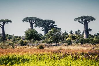 Madagaskar