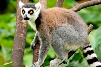 Z wizytą u Lemurów