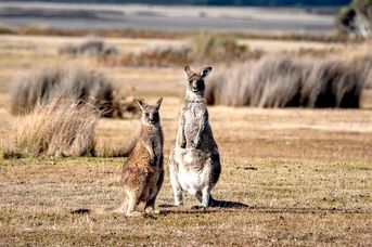 Duet Idealny: Australia i Tasmania