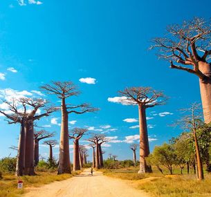 zdjęcie oferty Madagaskar - aleja baobabów i parki narodowe