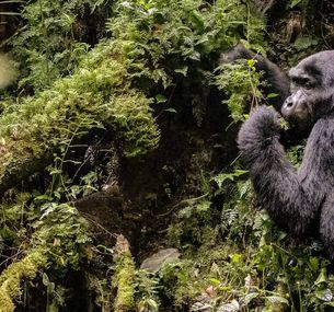 zdjęcie oferty Uganda - Tropem Goryli