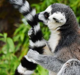zdjęcie oferty Skarby Wschodniego Madagaskaru