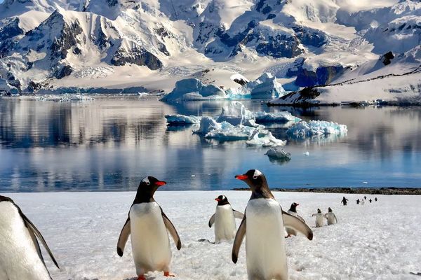 Rejs na krańcu świata: Patagonia, Falklandy i Antarktyda