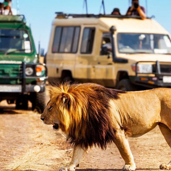 Safari Express + Hotel Neptun Beach