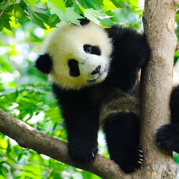 Chiny - pandy, Chongqing i tropikalna Sanya
