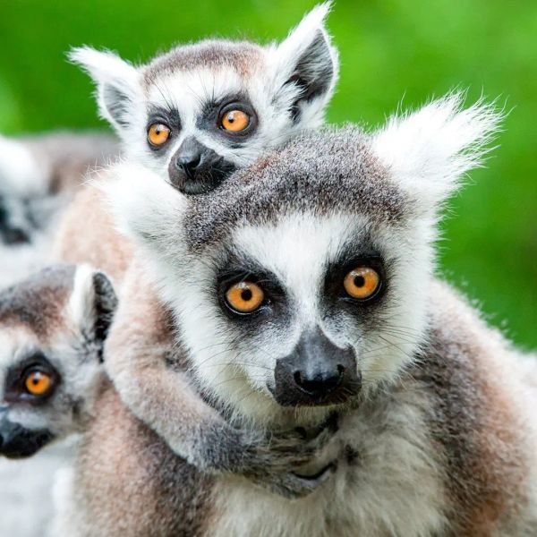 W Krainie Lemurów i Baobabów