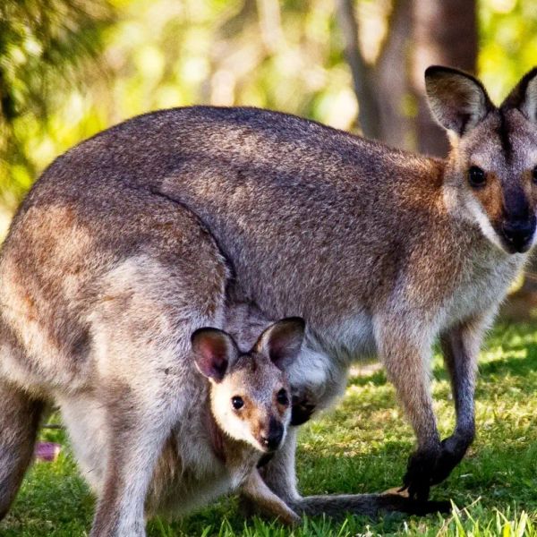 Dookoła Australii