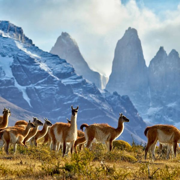 Patagonia Express