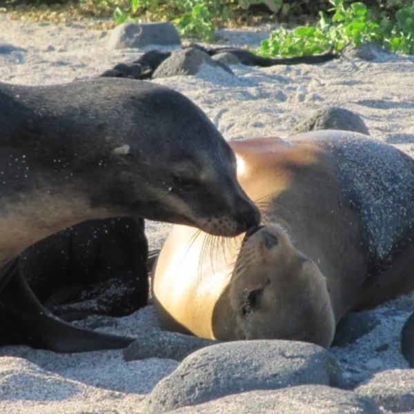 Ekwador dla koneserów /+ Rejs na Wyspy Galapagos/