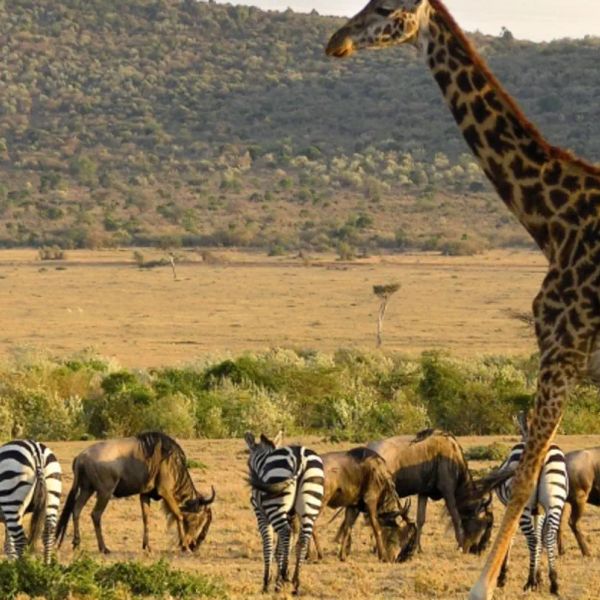 RPA -  Zimbabwe /+ opcja Botswana/