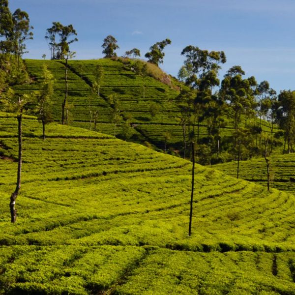 Sri Lanka