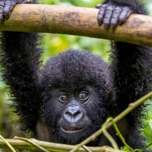 Rwanda - Uganda